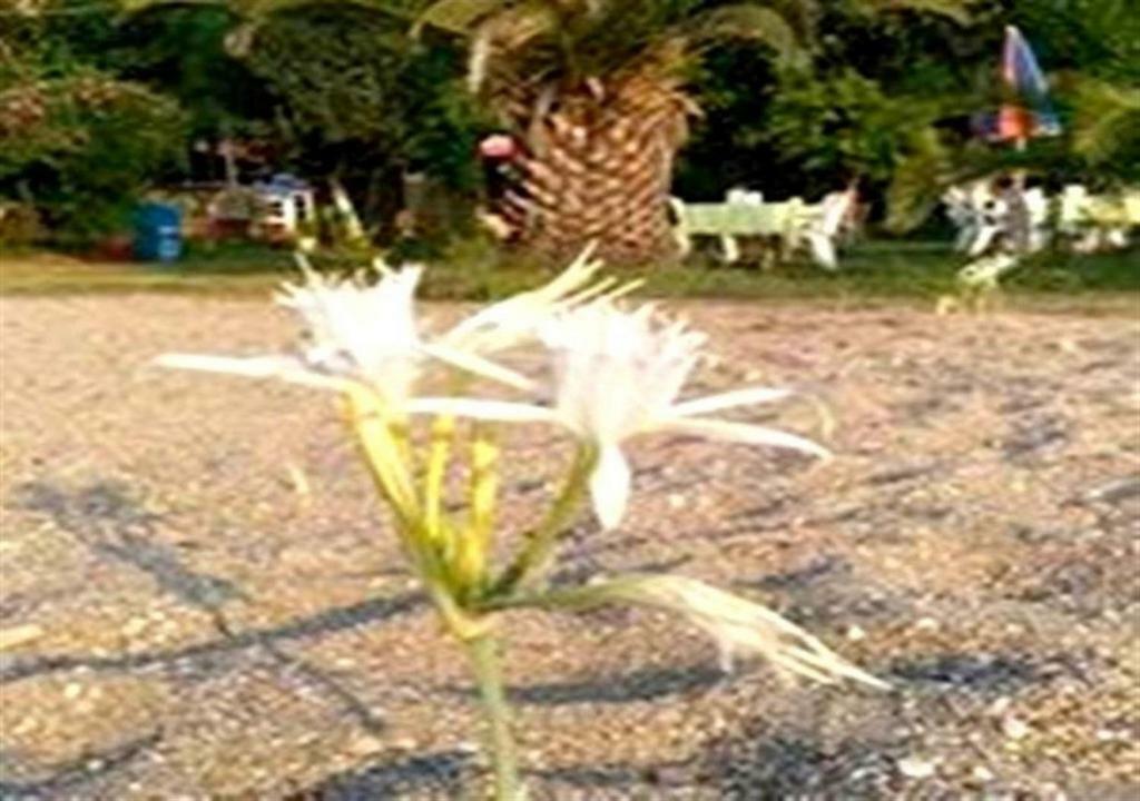 Aslihan Motel Anamur Ngoại thất bức ảnh